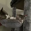 Callie - @callie.hazel_cutest.cats - TikTok