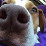 Callie Hazel Capri - @calliethetoastedmarshmallow - Instagram