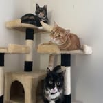Callie Oscar & Hazel - @hazel.callie.oscar - Instagram