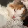 calllie - @callie.hazel - TikTok