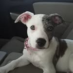Hazel Mae Ann - @_hazel_and_callie_ - Instagram