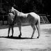 Callie Johnston - Facebook