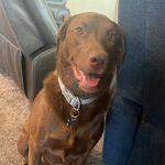 Karmel,callie,logan,archie,ia - @karamel_wood1010 - Instagram