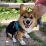 Callie the Long Corgi - @calliethelongcorgi - Instagram