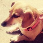 Callie Richards - @mobilecallie - Instagram