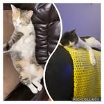 callie and ruben <3 - @theforgottensiblings - Instagram