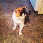 Callie Stevens - @calliethecat247 - Instagram