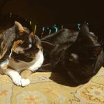 Callie and Wiley - @callie.wiley - Instagram