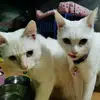 Callie & Winter - @persiankitties_ - TikTok