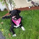 Callie The Dog - @calliewinter_thedog - Instagram