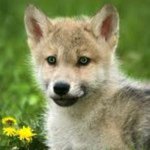 Callie - @callie_wolfpup - Instagram