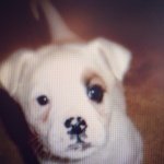 Callie Wolf - @callietheirondog - Instagram