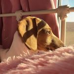 Callie Wolfe - @crazy_eventing_girl - Instagram