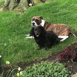Callie Marie Wray - @callie.the.pitbull - Instagram