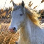 Calista Hunter - @isabellehorse52 - Instagram