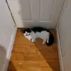 Callum Archer - @callum.archer0 - TikTok