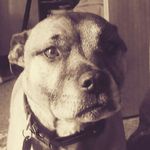 callum bishop - @bishopcallum174 - Instagram