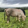 Callum Carr - @callum.carr45 - TikTok