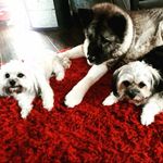 callum chapman - @callum_chapman_ - Instagram