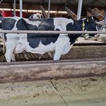 Callum dairy farmer - @callum_mcrobin - Instagram