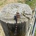 Callum Farmer - Facebook
