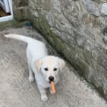 callum goodwin - @callum2009_ - Instagram