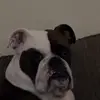 Callum Goodwin - @callum.goodwin6 - TikTok