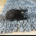 Callum Gray - Facebook