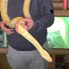 Callum Green - @callum.green184 - TikTok