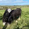 callumhicks983 - @callumhicks983 - TikTok