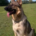 callum lamb - @callum_lamb4009 - Instagram