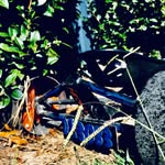 Callum Lang - @drift_triking3083 - Instagram