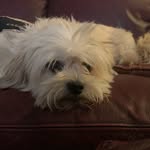 Callum Lang - @callum.lang53 - Instagram