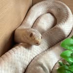 Callum Malone - @malone_snake - Instagram