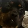 Callum Maloney - @callum.maloney4 - TikTok
