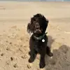 Crazycockapoo Finn 🐾 - @callymartin468 - TikTok