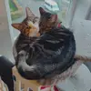 Calum Blackthistle - @calum.blackthistl - TikTok