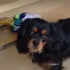 calumthomas - @calum_does_random_stuff - TikTok