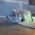 Sasha🐈 - @sasha.green.calvert - Instagram