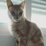 Calvin & Ali - @calvin_cat30 - Instagram
