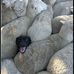 Calvin Ash - Facebook