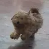 calvin - @calvinashmini_2 - TikTok