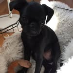 Calvin Petit Brabancon - @calvinpetitbacon - Instagram