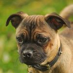 Calvin Baker - @calvinthepugshire - Instagram