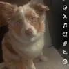 ✨Calvin✨ - @calvin.berger_australien - TikTok