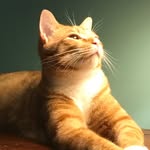 Calvin Butternut - @calvinbutternut - Instagram