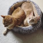 Calvin&Butters🐾 - @koehlercats - Instagram