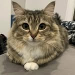 meow - @calvin_butterfly - Instagram