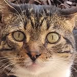 Calvin van Compton - @calvinthecatchillsinlb - Instagram