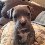 calvin brutus cross - @calvinbrutuscross - Instagram